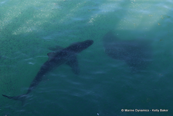 Bronze whaler shark and short-tail stingray, South Africa